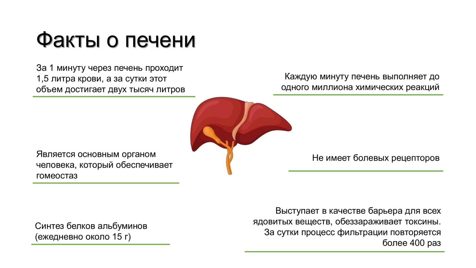 Печень – один из важнейших органов организма человека! - ГБУЗ  